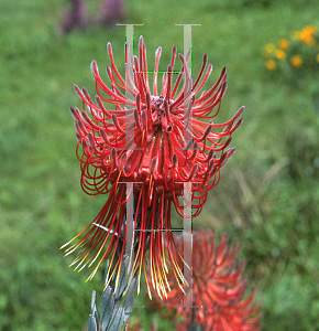 Picture of Leucospermum reflexum 'Shooting Rocket'