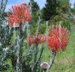 Picture of Leucospermum reflexum 'Shooting Rocket'