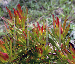 Picture of Leucadendron  'Inca Gold'