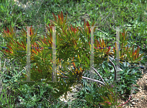 Picture of Leucadendron  'Inca Gold'