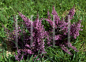 Picture of Erica hirtiflora 