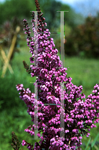 Picture of Erica hirtiflora 