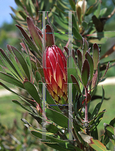 Picture of Protea repens 