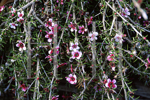 Picture of Leptospermum scoparium 'Prostratum Pink Cascade'