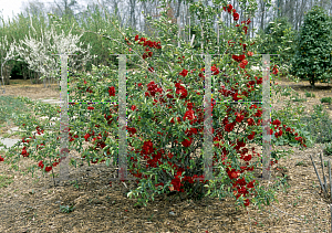 Picture of Chaenomeles speciosa 'Texas Scarlet'