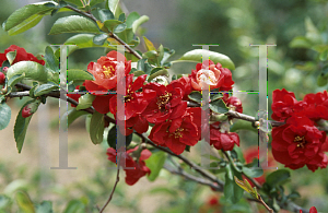 Picture of Chaenomeles speciosa 'Texas Scarlet'
