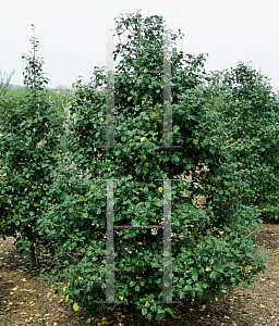 Picture of Ilex opaca 'Miss Helen'