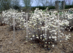 Picture of Fothergilla gardenii 'Blue Mist'