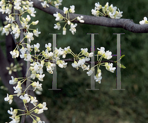 Picture of Cercis canadensis 'Royal White'