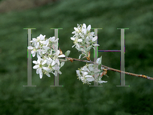 Picture of Amelanchier x grandiflora 'Princess Diana'