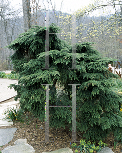 Picture of Tsuga canadensis 'Bennett'