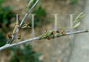 Picture of Hamamelis x intermedia 'Hiltenbury'
