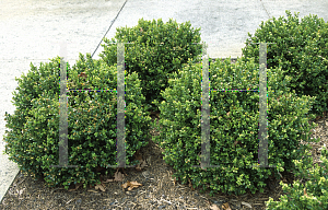 Picture of Buxus microphylla 'Green Pillow'