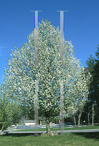 Picture of Pyrus calleryana 'Bradford'