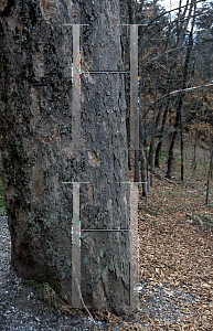 Picture of Aesculus flava 