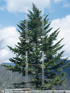 Picture of Picea rubens 
