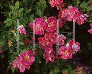 Picture of Rosa  'Champlain'
