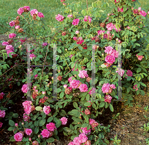 Picture of Rosa  'Flamingo'