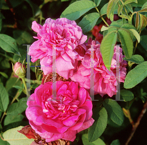 Picture of Rosa  'Flamingo'