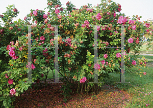 Picture of Rosa  'Therese Bauer'