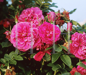 Picture of Rosa  'Therese Bauer'