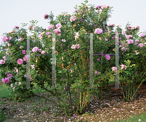 Picture of Rosa  'Martin Frobisher'