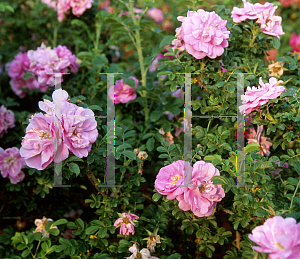 Picture of Rosa  'Martin Frobisher'
