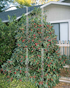 Picture of Illicium floridanum 