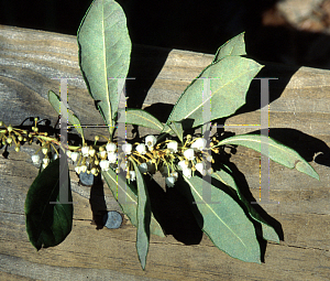 Picture of Agarista populifolia 