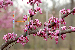 Picture of Cercis canadensis 'Forest Pansy'