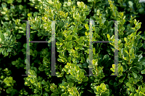 Picture of Berberis thunbergii 'Kobold'