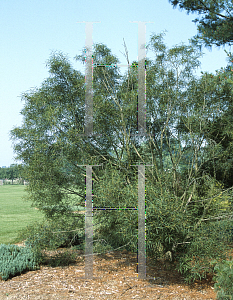 Picture of Rhamnus frangulus 'Asplenifolia'