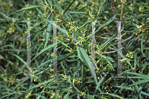 Picture of Rhamnus frangulus 'Asplenifolia'