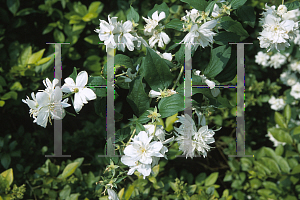 Picture of Philadelphus x virginalis 'Minnesota Snowflake'