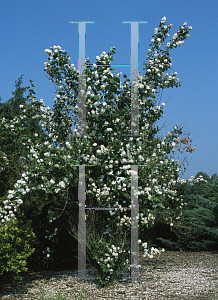 Picture of Philadelphus x virginalis 'Minnesota Snowflake'