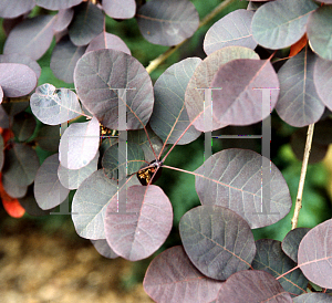 Picture of Cotinus coggygria 'Velvet Cloak'