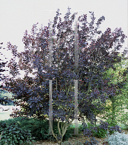 Picture of Cotinus coggygria 'Velvet Cloak'