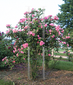 Picture of Rosa  'Pink Grootendorst'