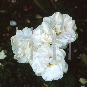 Picture of Rosa  'Blanc Double DeCoubert'