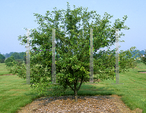 Picture of Malus  'Bob White'