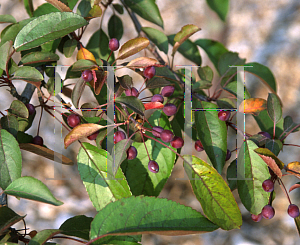 Picture of Malus  'Indian Magic'