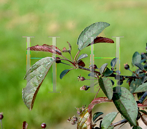 Picture of Malus  'Amaszam (American Masterpiece)'