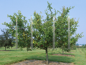 Picture of Malus  'Fozam'