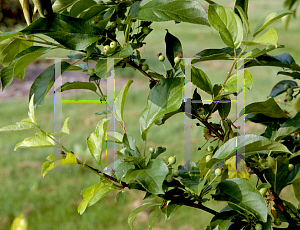 Picture of Malus  'Fozam'