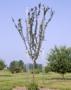 Picture of Malus  'Royal Scepter'