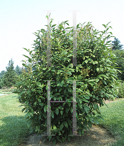 Picture of Syringa x prestoniae 'James Macfarlane'