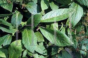 Picture of Syringa x prestoniae 'James Macfarlane'