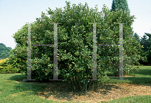 Picture of Aronia melanocarpa 