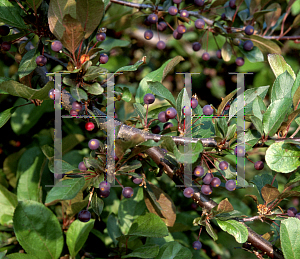 Picture of Malus  'Candymint'