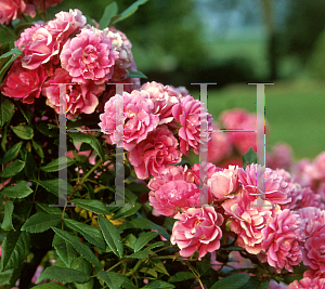 Picture of Rosa  'Belinda's Dream'